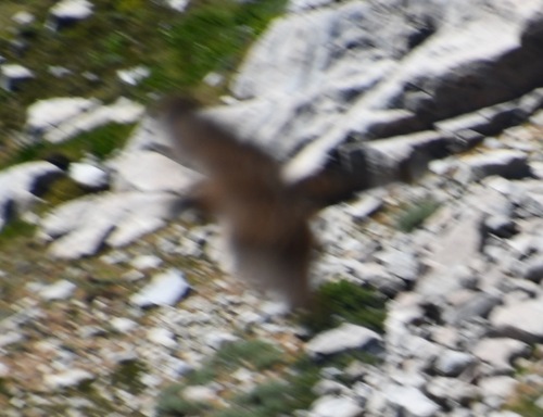 iNaturalist observation photo of Cooper's Hawk
