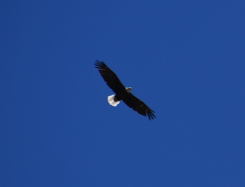 iNaturalist observation photo of Bald Eagle