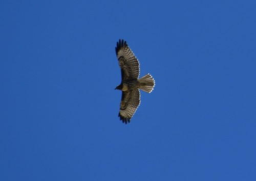 iNaturalist observation photo of Red-tailed Hawk