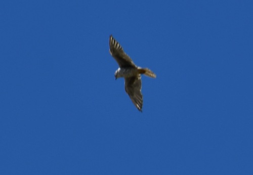 iNaturalist observation photo of Prairie Falcon