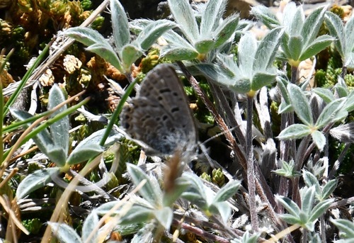 iNaturalist observation photo of Shasta Blue