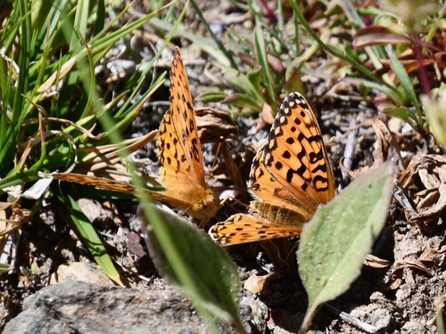 iNaturalist observation photo of Mormon Fritillary