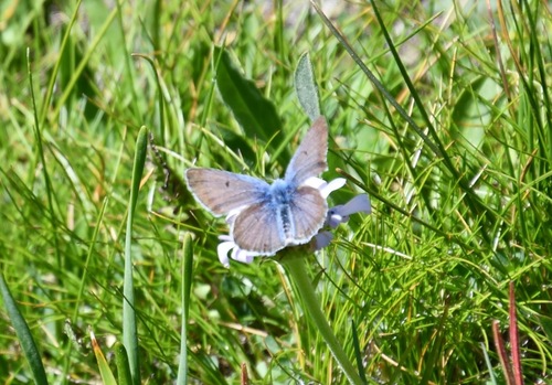 iNaturalist observation photo of Greenish Blue