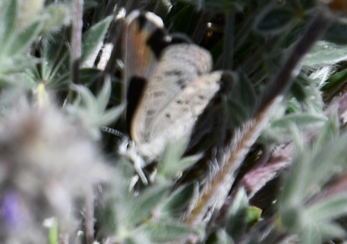 iNaturalist observation photo of Shasta Blue