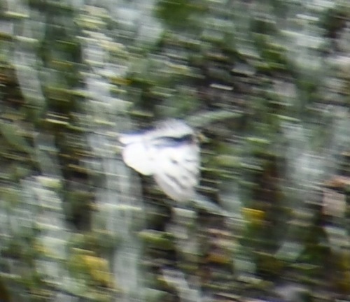iNaturalist observation photo of Clodius Parnassian
