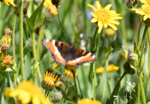 iNaturalist observation photo of Milbert's Tortoiseshell