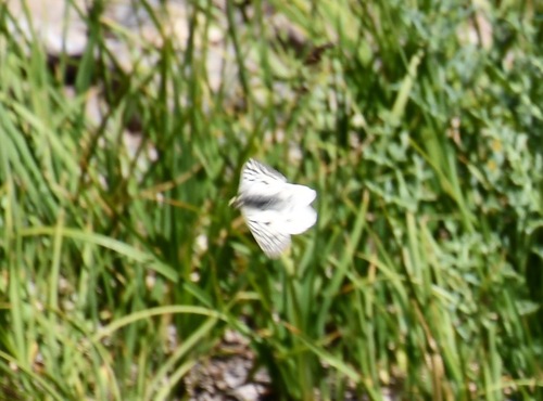 iNaturalist observation photo of Clodius Parnassian