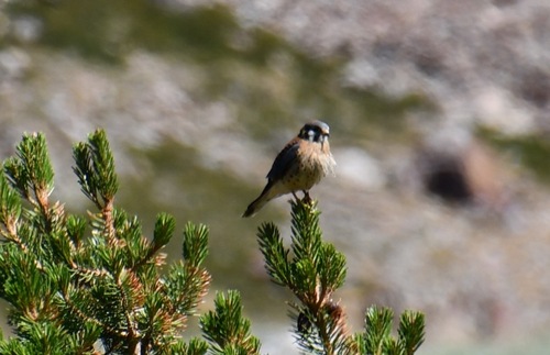 iNaturalist observation photo of American Kestrel