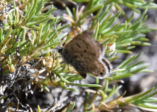 iNaturalist observation photo of Shasta Blue