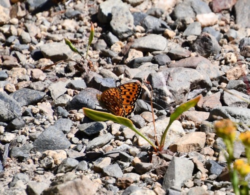 iNaturalist observation photo of Mormon Fritillary