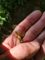 (c) stinger, some rights reserved (CC BY) Agrimonia pubescens, photograph (c) stinger, some rights reserved (CC BY)