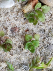 Balaustium