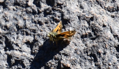 iNaturalist observation photo of Sandhill Skipper