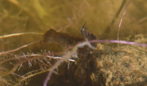 iNaturalist observation photo of Dytiscus