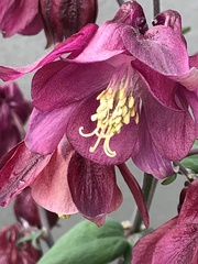 Aquilegia vulgaris