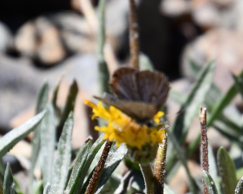 iNaturalist observation photo of Shasta Blue