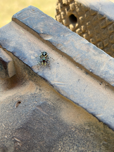 North Queensland Jumping Spider