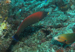 Pseudodax moluccanus