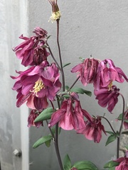 Aquilegia vulgaris