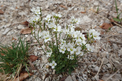 Arabis pumila