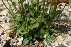 Arabis pumila