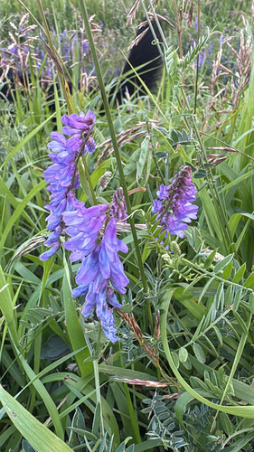 tufted vetch