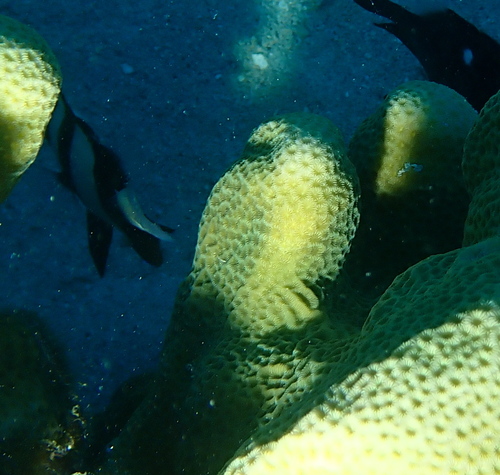 Pavona clavus observed 2026-07-25