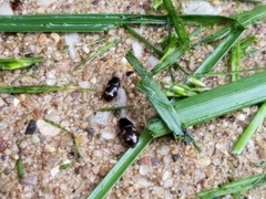 Glischrochilus fasciatus