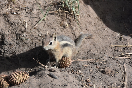 Common Golden-mantled Ground Squirrel