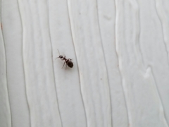 Malporus formicarius