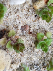 Balaustium