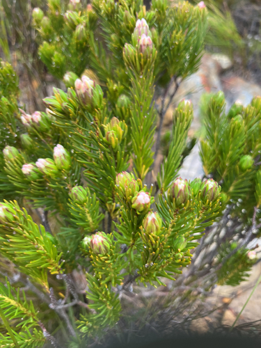 Gnidia pinifolia, photograph 6