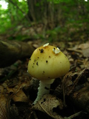 Amanita russuloides