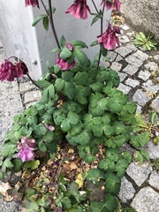 Aquilegia vulgaris
