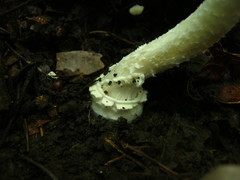 Amanita russuloides
