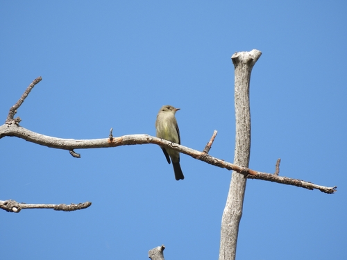 Western Wood-Pewee