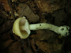 Amanita russuloides