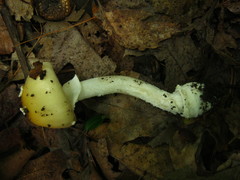 Amanita russuloides