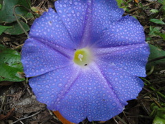 Ipomoea mitchelliae