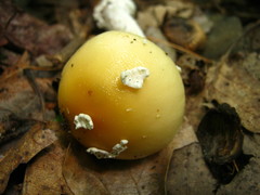 Amanita russuloides