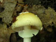Amanita russuloides