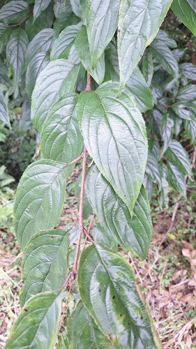 Rhamnus nakaharae observed 2026-07-29