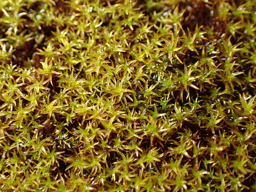 Vinealobryum vineale observed 2026-07-28