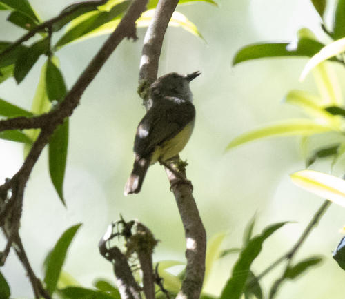 Yellow-bellied Gerygone (Gerygone chrysogaster), photo 2