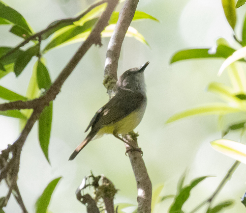 Yellow-bellied Gerygone (Gerygone chrysogaster), photo 1