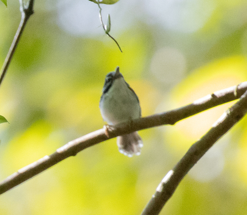 Wallace's Fairywren (Sipodotus wallacii), photo 1