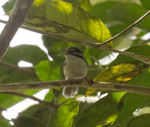 Wallace's Fairywren (Sipodotus wallacii), photo 2