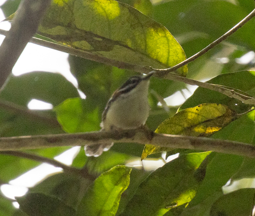 Wallace's Fairywren (Sipodotus wallacii), photo 6