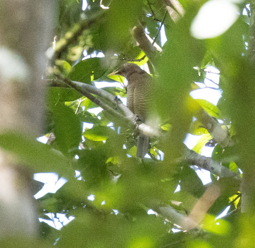 King Bird-of-paradise (Cicinnurus regius), photo 2