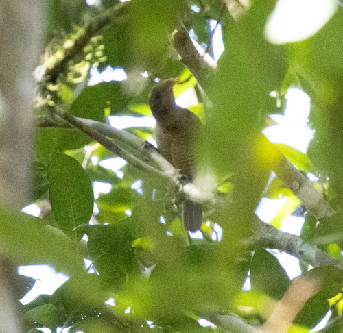 King Bird-of-paradise (Cicinnurus regius), photo 1